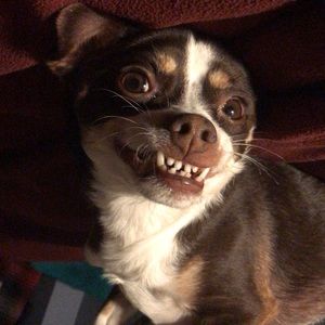 Meet your Posher, Ivan